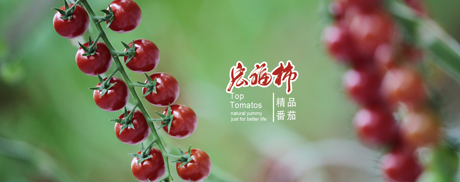 谈球吧入口网页版